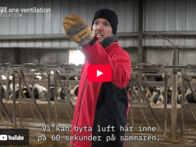 Utblick Wisconsin: Korsventilation för ökad komfort i stallet
