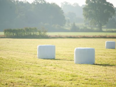 Ensilage i foderstaten till slaktgrisar