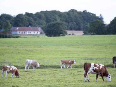 Hur upplever lantbrukare de krav som ställs för skötsel av naturbetesmarker?