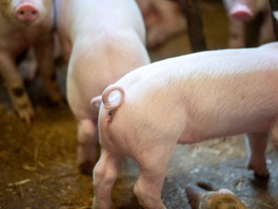 Större kullar – högre krav på näringstillförsel
