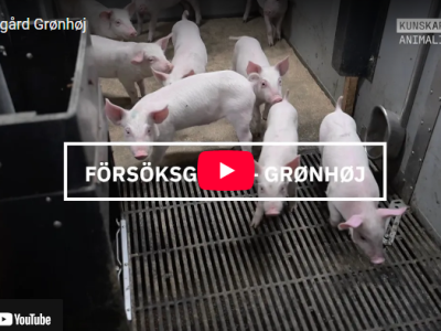 Utblick Danmark: Försöksgård Grønhøj