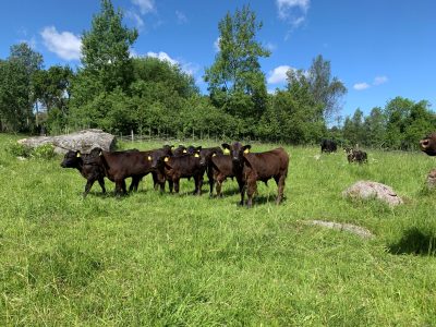 Avvänj mjölkraskalven och dikokalven på rätt sätt