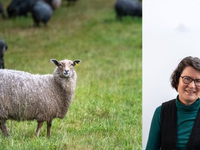 Mer kunskap om hantering av blåtunga