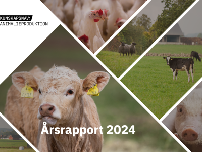 Vi summerar 2024 – läs navets årsrapport