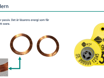 Elektroniska öronmärken som verktyg för produktionsuppföljning