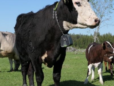 Digitala hjälpmedel i betesdriften