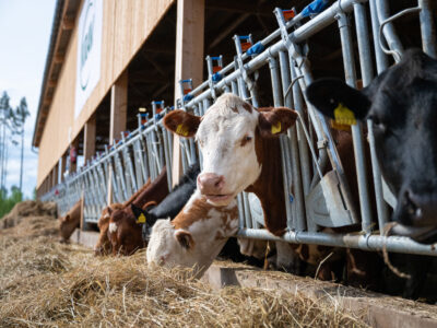 Vad är Kunskapsnav animalieproduktion?