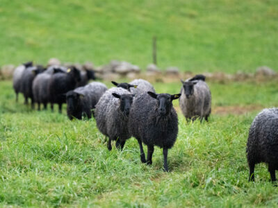 Kunskapsförmedling för ökad lönsamhet i animalieproduktionen – Instruktion för intresseanmälan